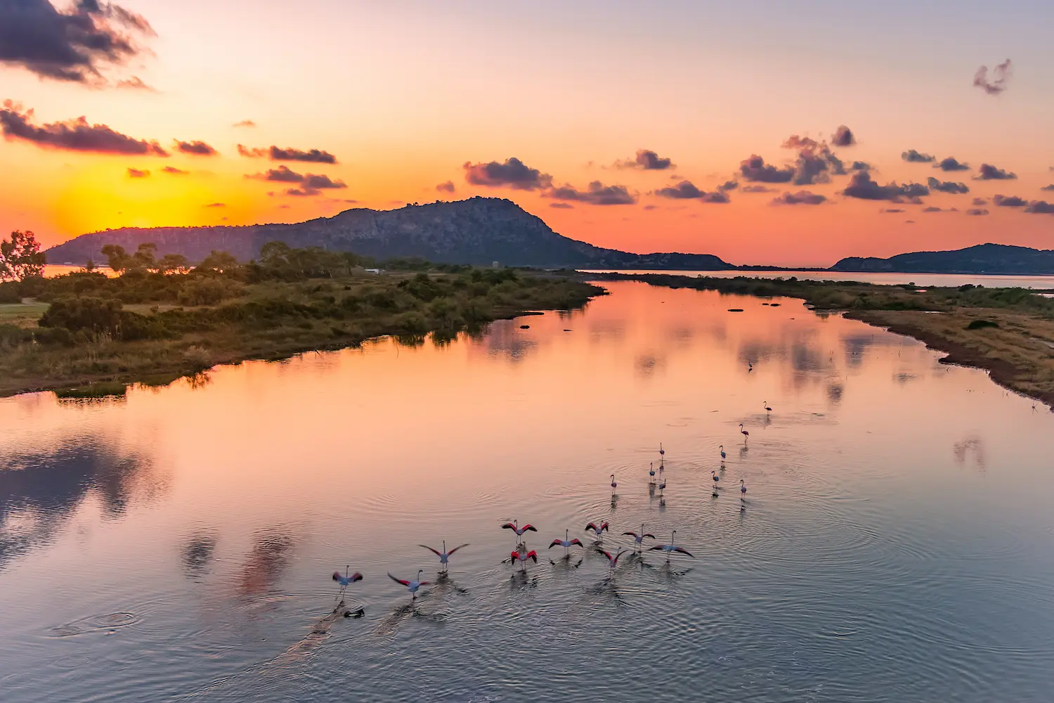 Gialova-lagoon-flamingos